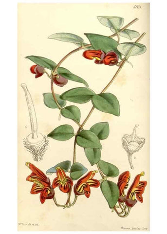 Reproducción/Reproduction 35232920086: Curtis's botanical magazine.. London ; New York [etc.] :Academic Press [etc.]