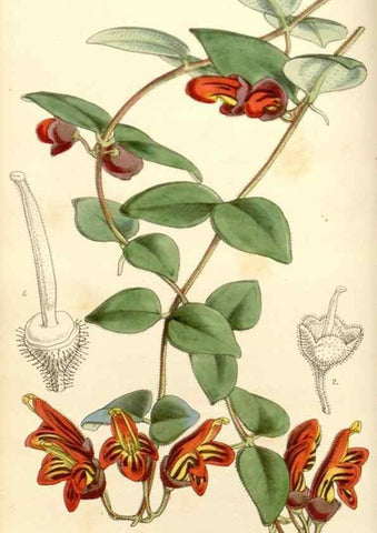 Reproducción/Reproduction 35232920086: Curtis's botanical magazine.. London ; New York [etc.] :Academic Press [etc.]