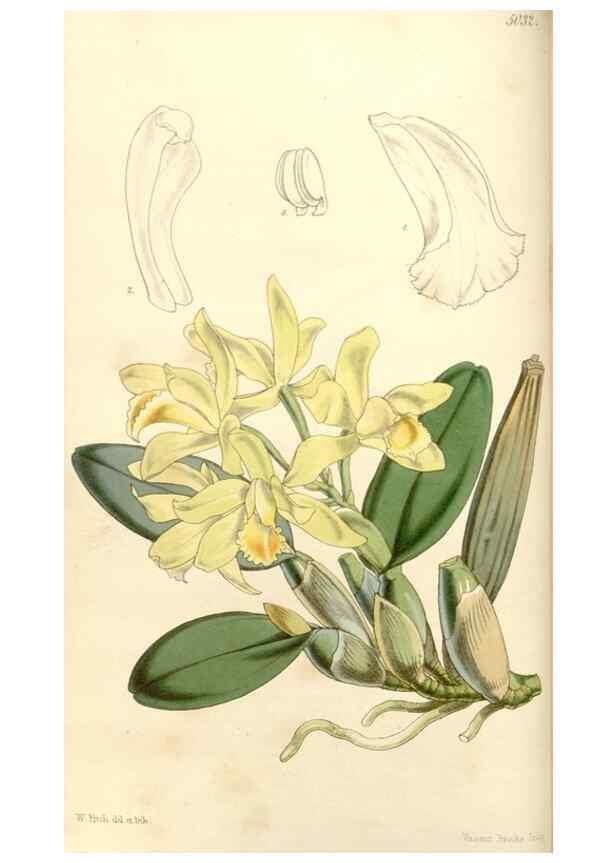 Reproducción/Reproduction 35232922006: Curtis's botanical magazine.. London ; New York [etc.] :Academic Press [etc.]