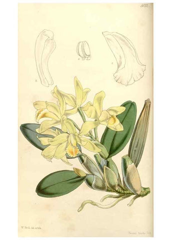 Reproducción/Reproduction 35232922006: Curtis's botanical magazine.. London ; New York [etc.] :Academic Press [etc.]