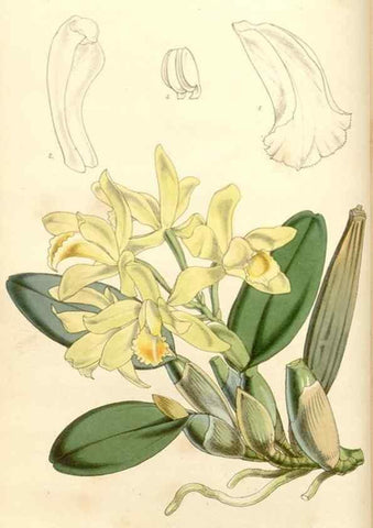 Reproducción/Reproduction 35232922006: Curtis's botanical magazine.. London ; New York [etc.] :Academic Press [etc.]