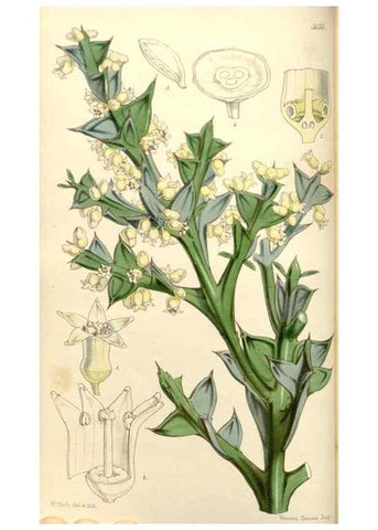 Reproducción/Reproduction 35232925246: Curtis's botanical magazine.. London ; New York [etc.] :Academic Press [etc.]