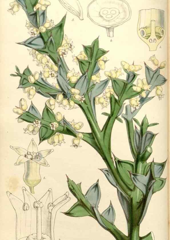 Reproducción/Reproduction 35232925246: Curtis's botanical magazine.. London ; New York [etc.] :Academic Press [etc.]