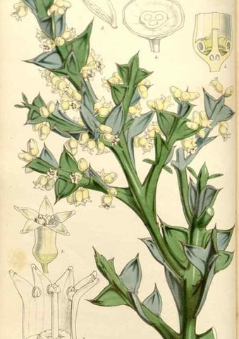 Reproducción/Reproduction 35232925246: Curtis's botanical magazine.. London ; New York [etc.] :Academic Press [etc.]