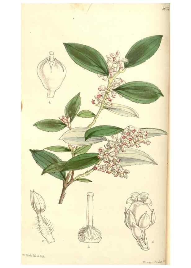 Reproducción/Reproduction 35232927826: Curtis's botanical magazine.. London ; New York [etc.] :Academic Press [etc.]