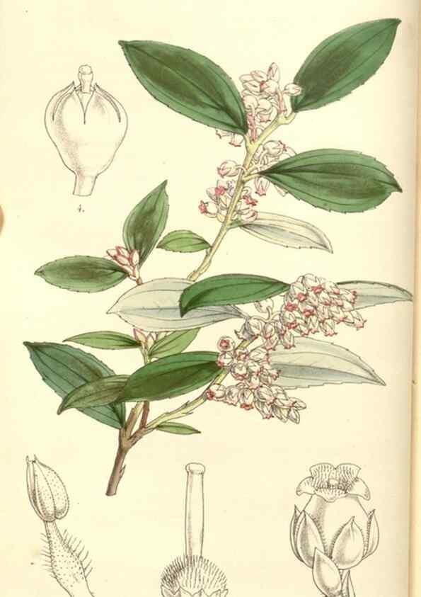 Reproducción/Reproduction 35232927826: Curtis's botanical magazine.. London ; New York [etc.] :Academic Press [etc.]