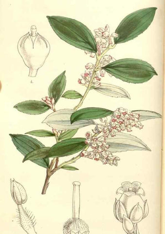 Reproducción/Reproduction 35232927826: Curtis's botanical magazine.. London ; New York [etc.] :Academic Press [etc.]