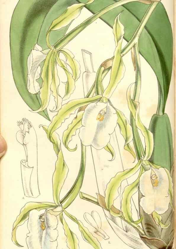 Reproducción/Reproduction 35232930696: Curtis's botanical magazine.. London ; New York [etc.] :Academic Press [etc.]