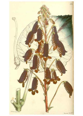 Reproducción/Reproduction 35232933646: Curtis's botanical magazine.. London ; New York [etc.] :Academic Press [etc.]