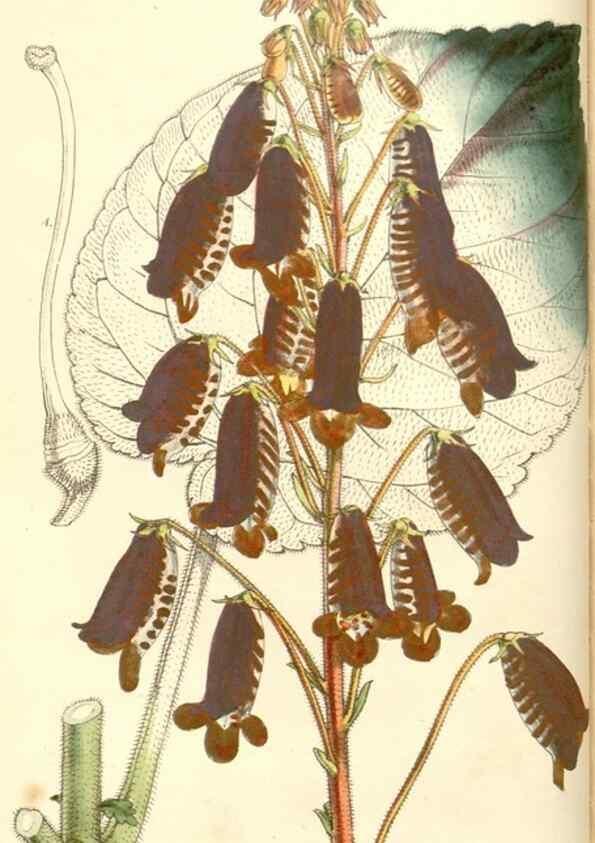 Reproducción/Reproduction 35232933646: Curtis's botanical magazine.. London ; New York [etc.] :Academic Press [etc.]
