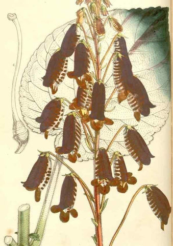 Reproducción/Reproduction 35232933646: Curtis's botanical magazine.. London ; New York [etc.] :Academic Press [etc.]