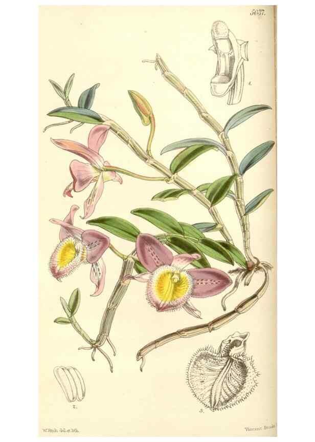 Reproducción/Reproduction 35273445805: Curtis's botanical magazine.. London ; New York [etc.] :Academic Press [etc.]