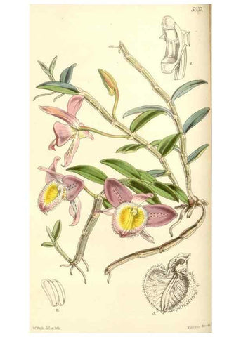 Reproducción/Reproduction 35273445805: Curtis's botanical magazine.. London ; New York [etc.] :Academic Press [etc.]