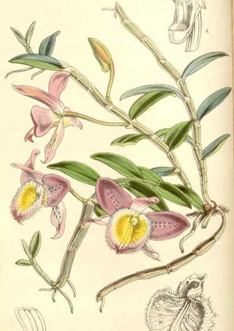 Reproducción/Reproduction 35273445805: Curtis's botanical magazine.. London ; New York [etc.] :Academic Press [etc.]