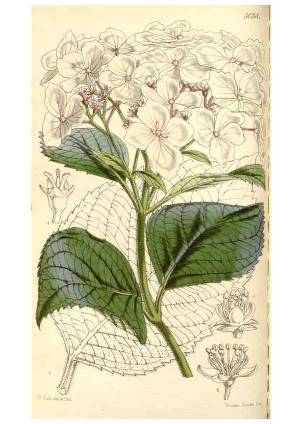 Reproducción/Reproduction 35273449235: Curtis's botanical magazine.. London ; New York [etc.] :Academic Press [etc.]