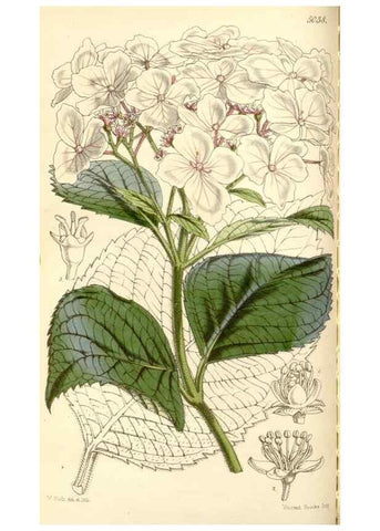Reproducción/Reproduction 35273449235: Curtis's botanical magazine.. London ; New York [etc.] :Academic Press [etc.]