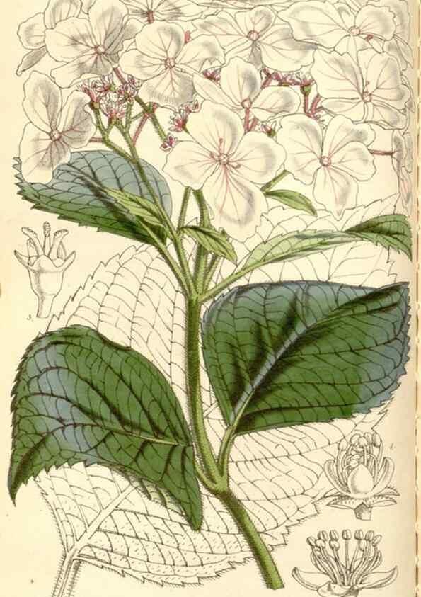 Reproducción/Reproduction 35273449235: Curtis's botanical magazine.. London ; New York [etc.] :Academic Press [etc.]