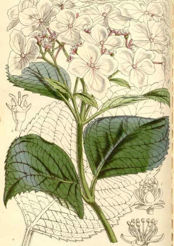 Reproducción/Reproduction 35273449235: Curtis's botanical magazine.. London ; New York [etc.] :Academic Press [etc.]