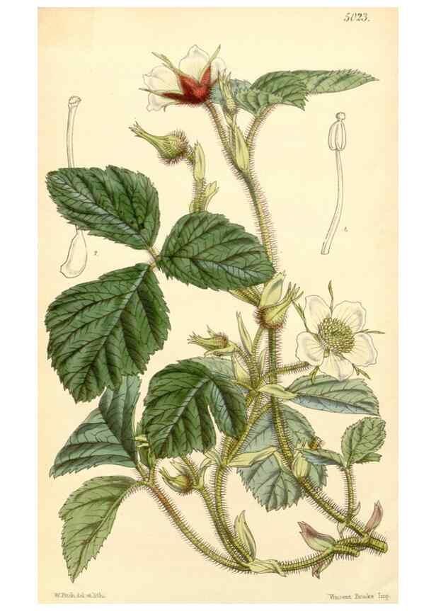 Reproducción/Reproduction 34429024284: Curtis's botanical magazine.. London ; New York [etc.] :Academic Press [etc.]