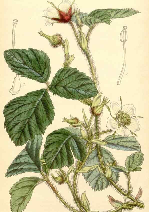 Reproducción/Reproduction 34429024284: Curtis's botanical magazine.. London ; New York [etc.] :Academic Press [etc.]