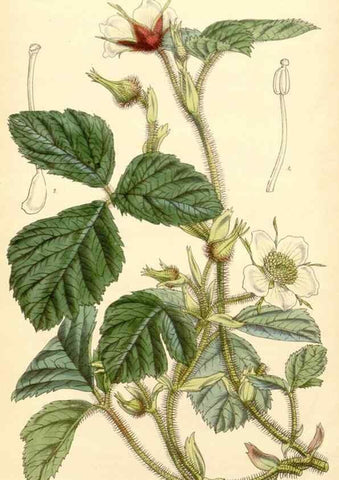 Reproducción/Reproduction 34429024284: Curtis's botanical magazine.. London ; New York [etc.] :Academic Press [etc.]