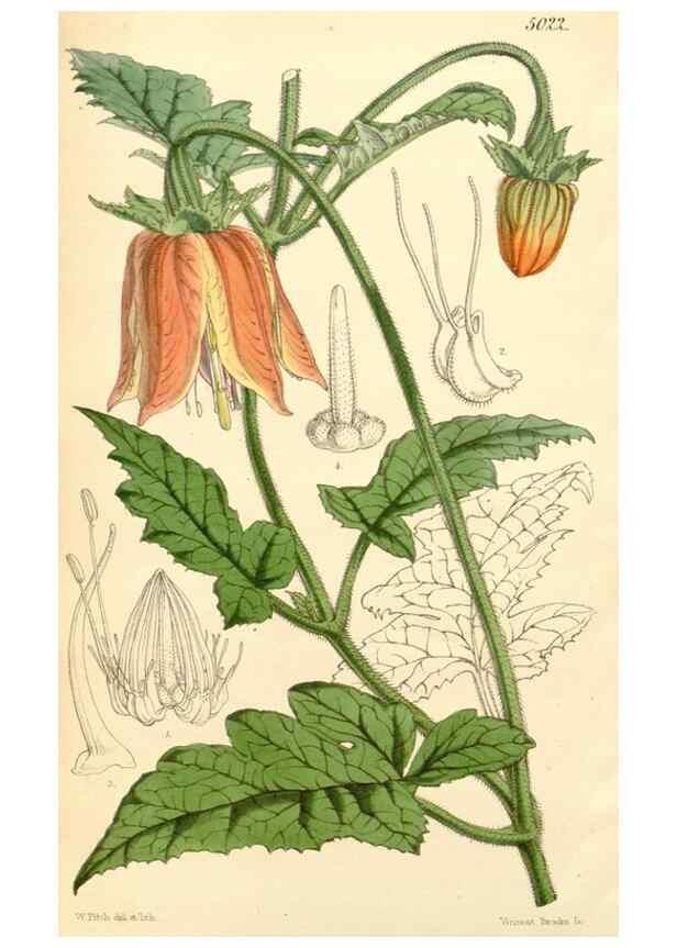 Reproducción/Reproduction 35273001865: Curtis's botanical magazine.. London ; New York [etc.] :Academic Press [etc.]