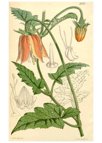 Reproducción/Reproduction 35273001865: Curtis's botanical magazine.. London ; New York [etc.] :Academic Press [etc.]