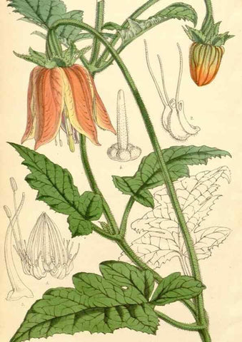 Reproducción/Reproduction 35273001865: Curtis's botanical magazine.. London ; New York [etc.] :Academic Press [etc.]