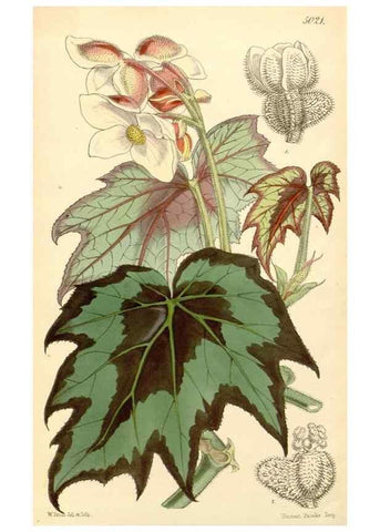 Reproducción/Reproduction 35272998485: Curtis's botanical magazine.. London ; New York [etc.] :Academic Press [etc.]