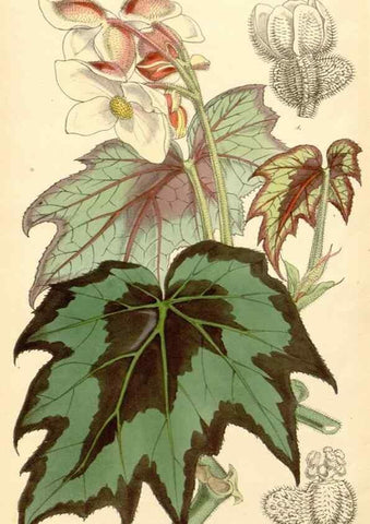 Reproducción/Reproduction 35272998485: Curtis's botanical magazine.. London ; New York [etc.] :Academic Press [etc.]