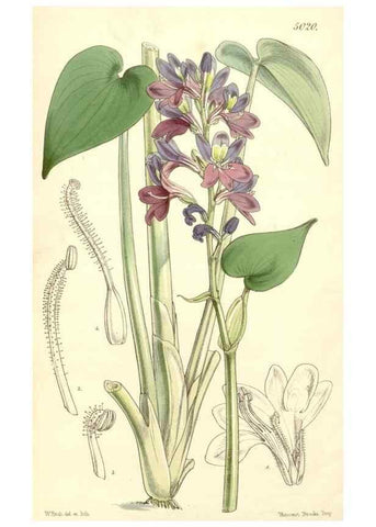 Reproducción/Reproduction 34885515520: Curtis's botanical magazine.. London ; New York [etc.] :Academic Press [etc.]