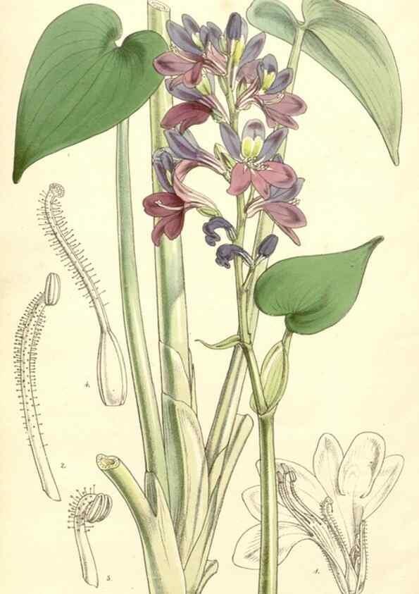 Reproducción/Reproduction 34885515520: Curtis's botanical magazine.. London ; New York [etc.] :Academic Press [etc.]