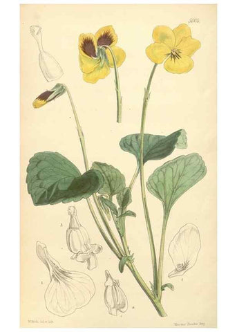 Reproducción/Reproduction 34428993184: Curtis's botanical magazine.. London ; New York [etc.] :Academic Press [etc.]