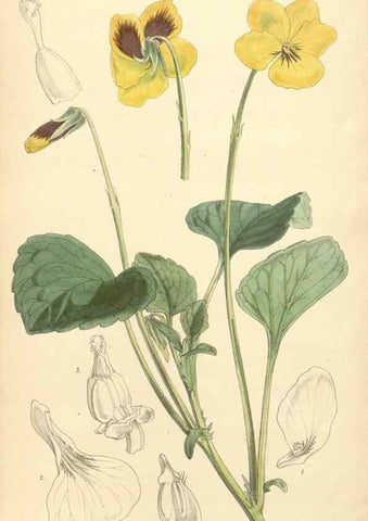 Reproducción/Reproduction 34428993184: Curtis's botanical magazine.. London ; New York [etc.] :Academic Press [etc.]