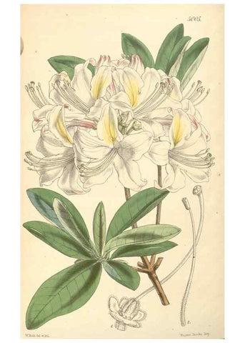 Reproducción/Reproduction 35106295652: Curtis's botanical magazine.. London ; New York [etc.] :Academic Press [etc.]