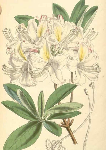 Reproducción/Reproduction 35106295652: Curtis's botanical magazine.. London ; New York [etc.] :Academic Press [etc.]