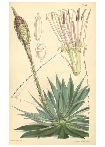Reproducción/Reproduction 35272971215: Curtis's botanical magazine.. London ; New York [etc.] :Academic Press [etc.]