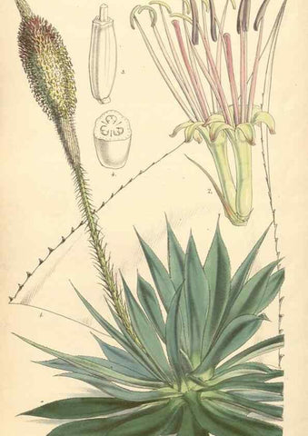 Reproducción/Reproduction 35272971215: Curtis's botanical magazine.. London ; New York [etc.] :Academic Press [etc.]
