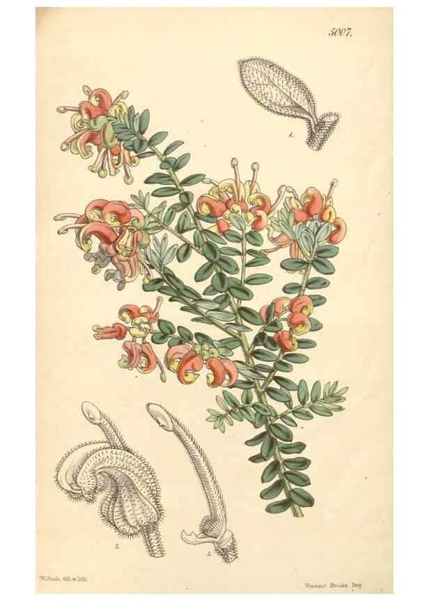 Reproducción/Reproduction 35106299722: Curtis's botanical magazine.. London ; New York [etc.] :Academic Press [etc.]