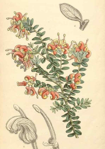 Reproducción/Reproduction 35106299722: Curtis's botanical magazine.. London ; New York [etc.] :Academic Press [etc.]