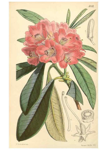 Reproducción/Reproduction 35272973785: Curtis's botanical magazine.. London ; New York [etc.] :Academic Press [etc.]