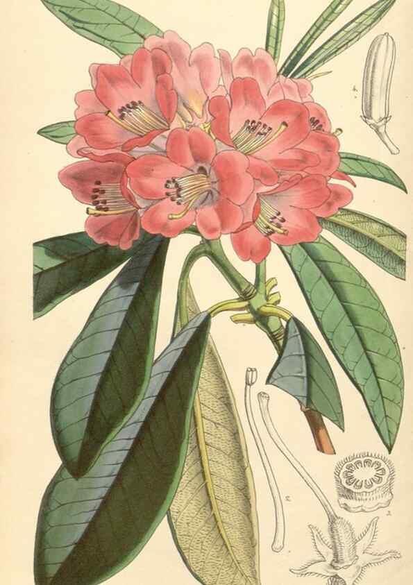 Reproducción/Reproduction 35272973785: Curtis's botanical magazine.. London ; New York [etc.] :Academic Press [etc.]