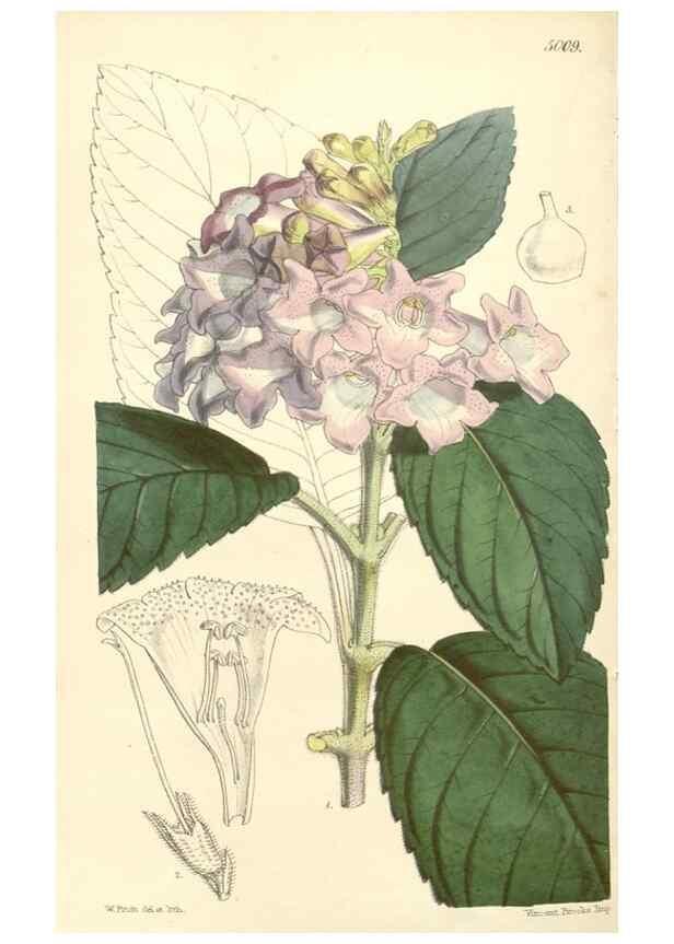 Reproducción/Reproduction 35106305132: Curtis's botanical magazine.. London ; New York [etc.] :Academic Press [etc.]