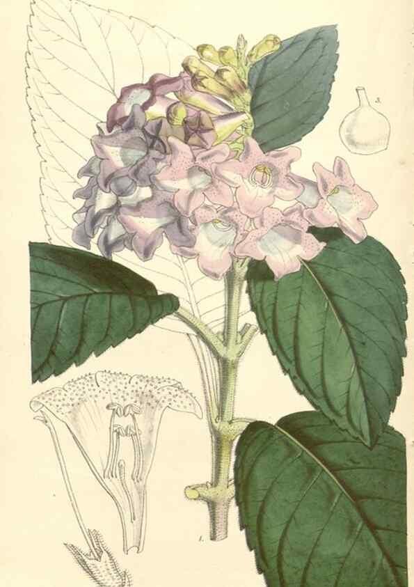 Reproducción/Reproduction 35106305132: Curtis's botanical magazine.. London ; New York [etc.] :Academic Press [etc.]