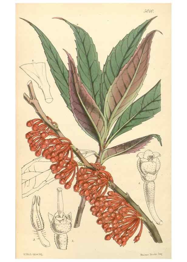 Reproducción/Reproduction 34429002164: Curtis's botanical magazine.. London ; New York [etc.] :Academic Press [etc.]