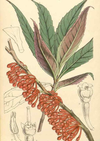 Reproducción/Reproduction 34429002164: Curtis's botanical magazine.. London ; New York [etc.] :Academic Press [etc.]