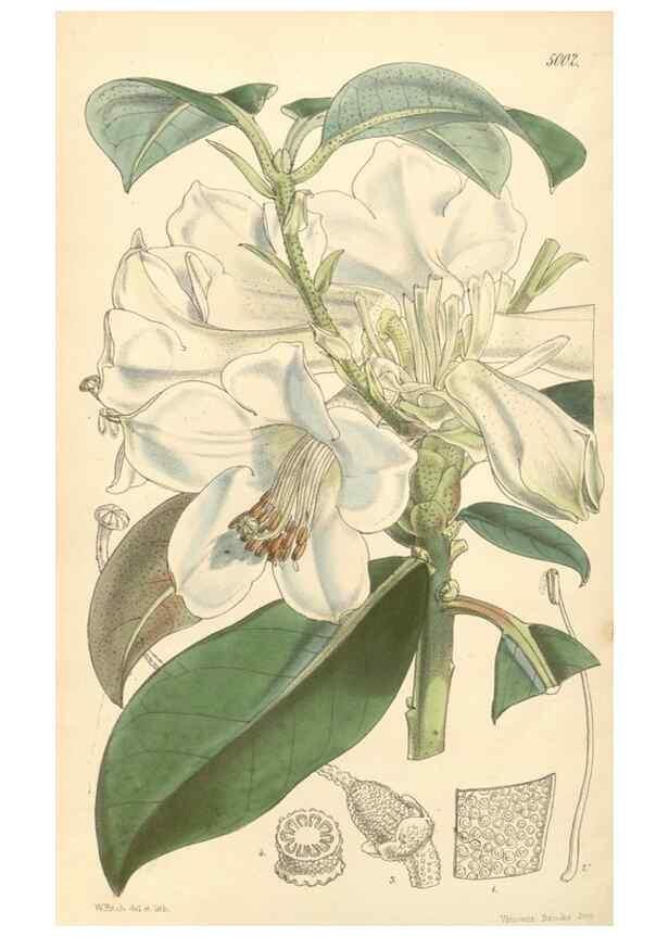 Reproducción/Reproduction 34428988514: Curtis's botanical magazine.. London ; New York [etc.] :Academic Press [etc.]