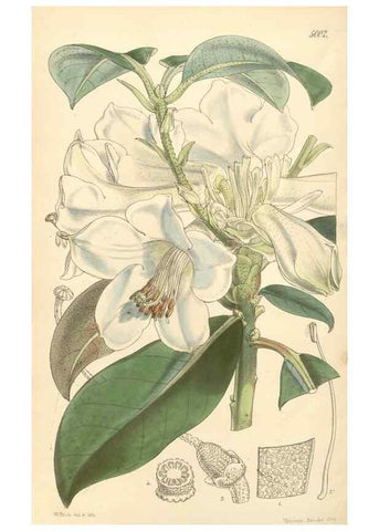 Reproducción/Reproduction 34428988514: Curtis's botanical magazine.. London ; New York [etc.] :Academic Press [etc.]