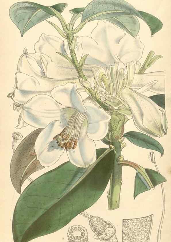 Reproducción/Reproduction 34428988514: Curtis's botanical magazine.. London ; New York [etc.] :Academic Press [etc.]