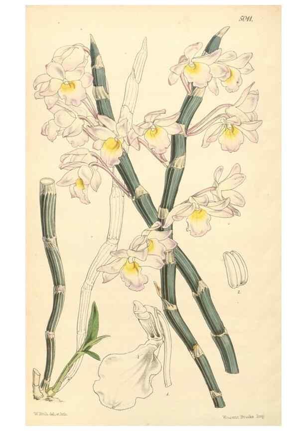 Reproducción/Reproduction 34429003924: Curtis's botanical magazine.. London ; New York [etc.] :Academic Press [etc.]